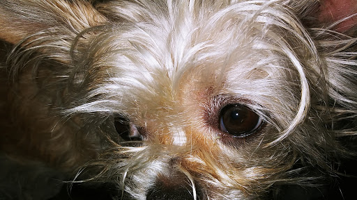 Pet Supply Store «Pet Source», reviews and photos, 1927 Spartanburg Hwy, Hendersonville, NC 28792, USA