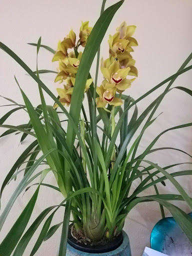 Florist «Harmony Florist», reviews and photos, 1104 Main St Suite 130, Vancouver, WA 98660, USA