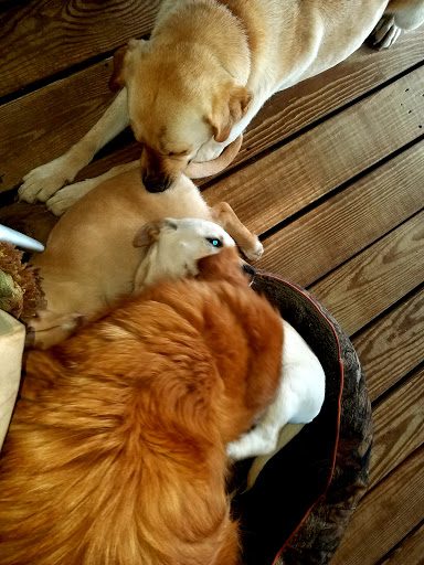 Pet Supply Store «PetSmart», reviews and photos, 1040 Cross Creek Dr, Saltillo, MS 38866, USA