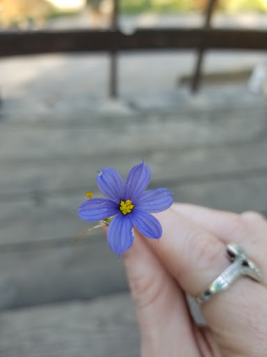 Park «Getzendaner Park», reviews and photos, 400 S Grand Ave, Waxahachie, TX 75165, USA