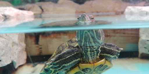 Pet Supply Store «Petco Animal Supplies», reviews and photos, 10383 Reisterstown Rd, Owings Mills, MD 21117, USA