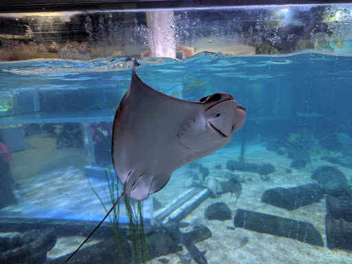 Aquarium «SeaQuest Interactive Aquarium», reviews and photos, 1201 N Hill Field Rd #1072, Layton, UT 84041, USA