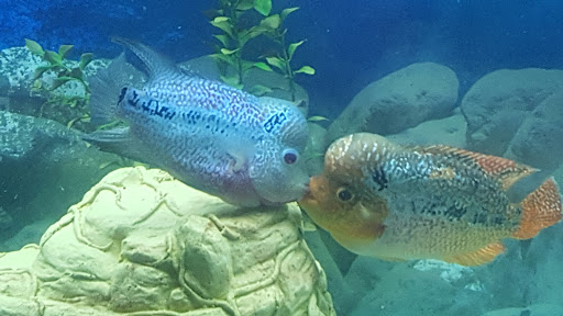 Tropical Fish Store «Fishland», reviews and photos, 13155 Westheimer Rd #114, Houston, TX 77077, USA