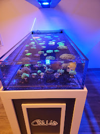 Cali Kid Corals - Photo 9 - Car repair in Concord, CA, Concord