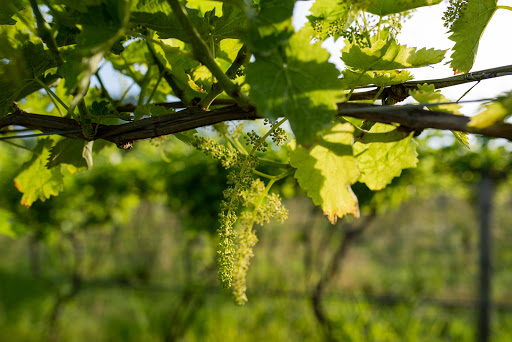 Winery «Treleaven Wines», reviews and photos, 658 Lake Rd, King Ferry, NY 13081, USA