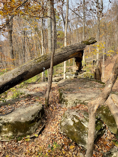 Tourist Attraction «Adventureworks Zipline Forest», reviews and photos, 4129 Whites Creek Pike, Whites Creek, TN 37189, USA