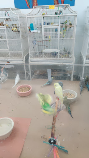 Bird Shop «Paterson Bird Store», reviews and photos, 13 Furler St # 1, Totowa, NJ 07512, USA