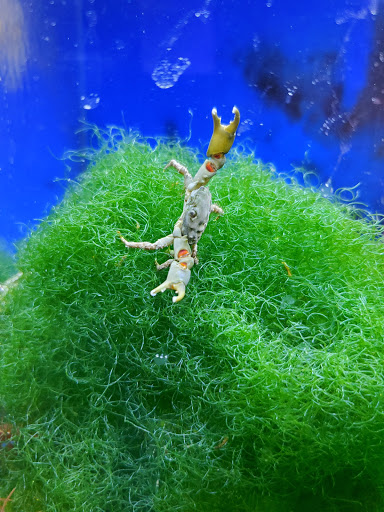 Aquarium Shop «Total Fish & Pets», reviews and photos, 137 Valley Blvd, Alhambra, CA 91801, USA