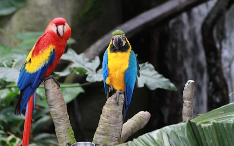 Rainforest Pyramid image