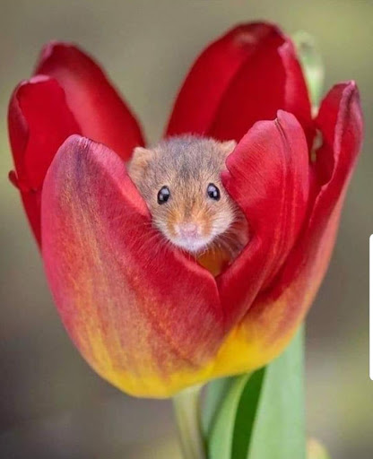 Tourist Attraction «NatureScaping Wildlife Botanical Gardens», reviews and photos, 11000 NE 149th St, Brush Prairie, WA 98606, USA