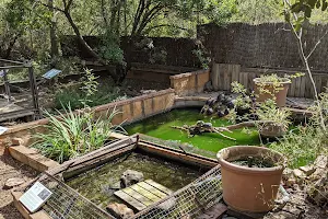 Centre de reproducció de Tortugues de l'Albera image