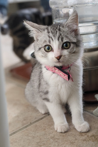 Thrift Store «Companion Animal Foundation», reviews and photos, 88 Sunnybrae Center, Arcata, CA 95521, USA