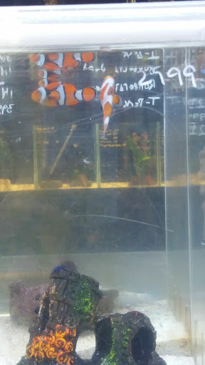 Aquarium Shop «Exotic Aquariums», reviews and photos, 7399 Bird Rd, Miami, FL 33155, USA