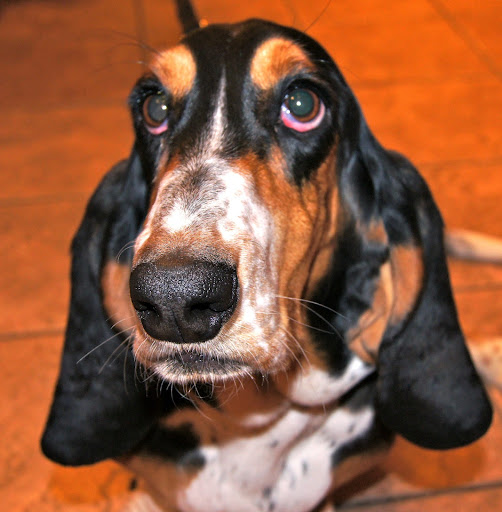 Pet Boarding Service «About Pets Center», reviews and photos, 1604 Conehurst Blvd, Salem, VA 24153, USA