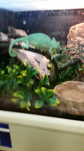 Pet Supply Store «PetSmart», reviews and photos, 916 Loganville Hwy, Bethlehem, GA 30620, USA