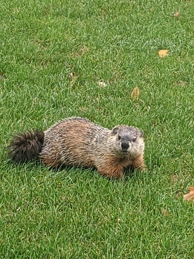 Golf Course «Quarry Ridge Golf Course, INC», reviews and photos, 9 Rose Hill Rd, Portland, CT 06480, USA