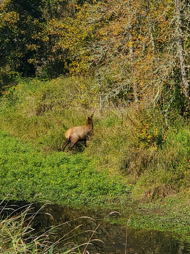 Golf Course «Mint Valley Golf Course», reviews and photos, 4002 Pennsylvania St, Longview, WA 98632, USA