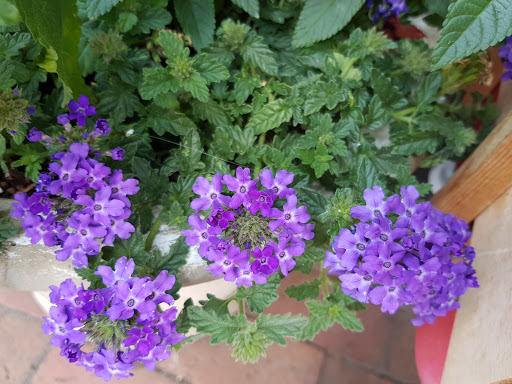 General Store «Mast General Store Waynesville», reviews and photos, 63 N Main St, Waynesville, NC 28786, USA