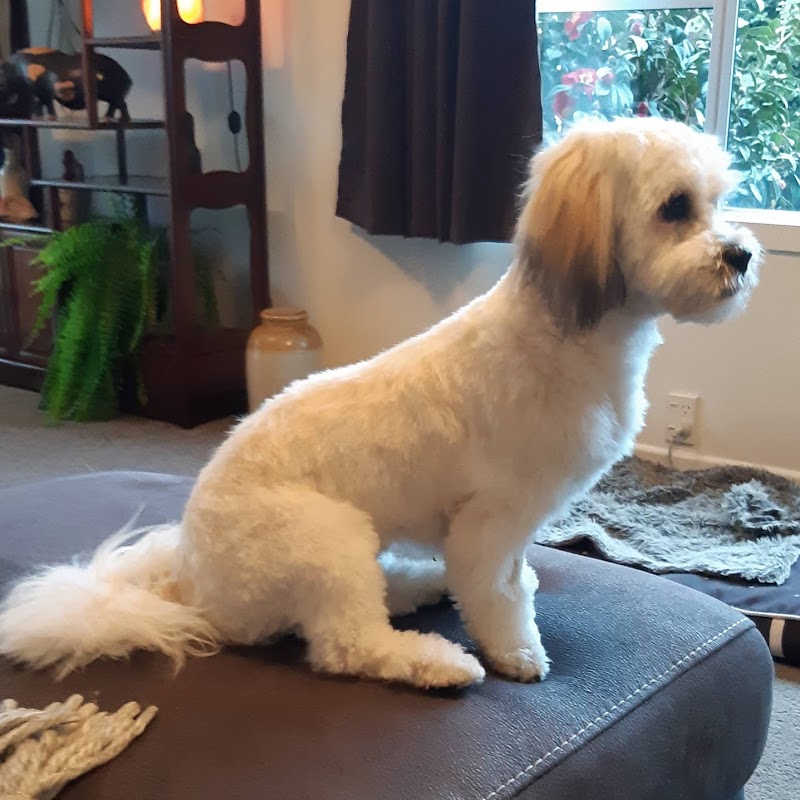Top Dog Pet Grooming Salon