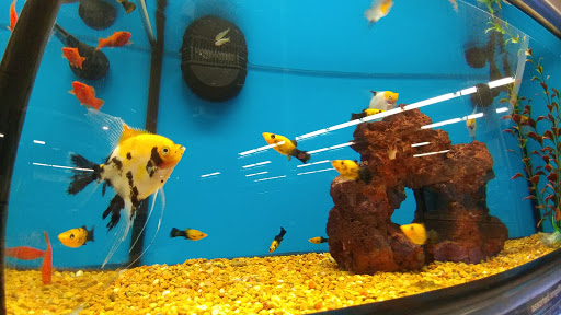 Pet Supply Store «Petco Animal Supplies», reviews and photos, 16710 Royalton Rd, Strongsville, OH 44136, USA