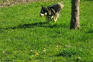 Wallaceburg Happy Tails Dog Off Leash Park image