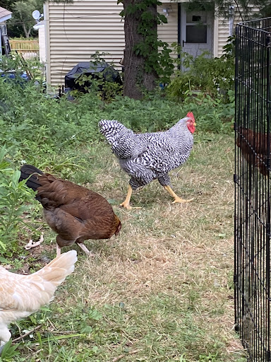 Chicken hatchery New Haven
