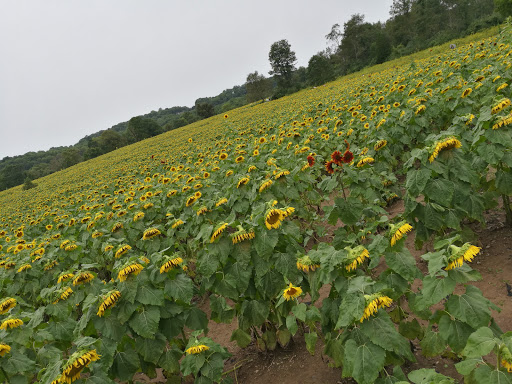 Tourist Attraction «Sussex County Sunflower Maze», reviews and photos, 101 Co Rd 645, Sandyston, NJ 07826, USA