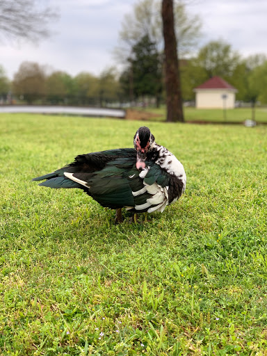 Dog Park «MacArthur Dog Park», reviews and photos, 601 E 9th St, Little Rock, AR 72202, USA