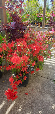 Jardinerie Valgwen kiriel à Propriano