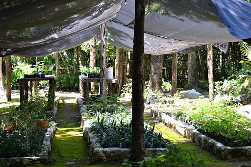 Jardín Botanico Dr. Alfredo Barrera Marín