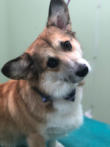 Pet Groomer «Doggie Style Bowtique», reviews and photos, 1713 Westport Rd, Kansas City, MO 64111, USA