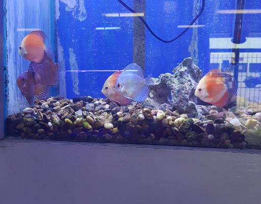 Tropical Fish Store «Fishland», reviews and photos, 13155 Westheimer Rd #114, Houston, TX 77077, USA