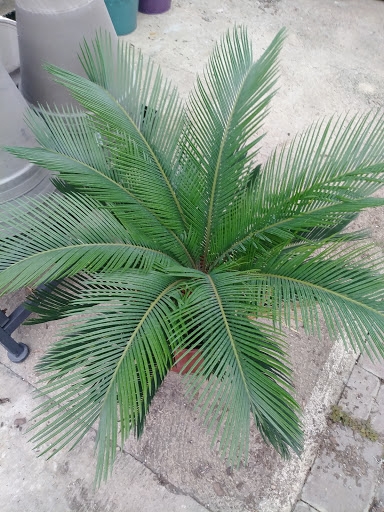 Florist «Robben Florist & Garden Center», reviews and photos, 352 Pedretti Ave, Cincinnati, OH 45238, USA