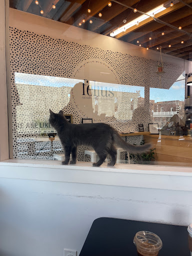 Felius Cat Café & Rescue