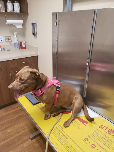 Animal Hospital «Animal Medical Corpus Christi», reviews and photos, 6822 Everhart Rd, Corpus Christi, TX 78413, USA