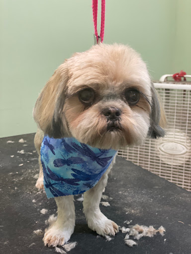 Pet Groomer «Doggie Style Bowtique», reviews and photos, 1713 Westport Rd, Kansas City, MO 64111, USA