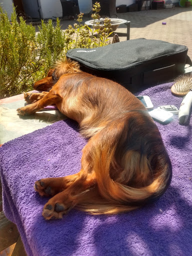 Butik Gydegaard - hundeartikler, grooming og pelspleje til din hund in Randers SØ, Randers