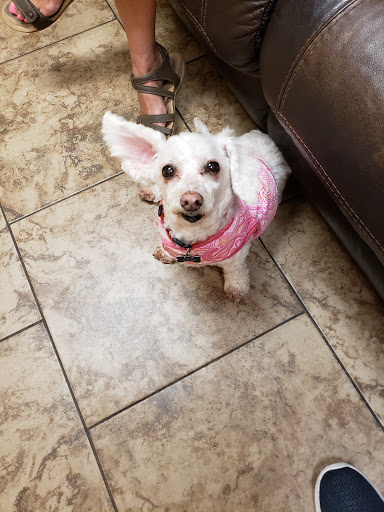 Inland Valley Veterinary Specialists image