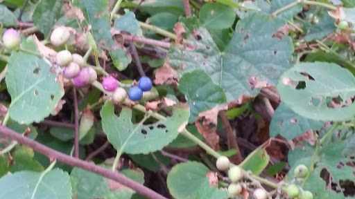 Recreation Center «Secaucus Rec Center Services», reviews and photos, 1200 Koelle Blvd, Secaucus, NJ 07094, USA