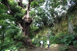 Shuri Kinjo Big Akagi Tree image
