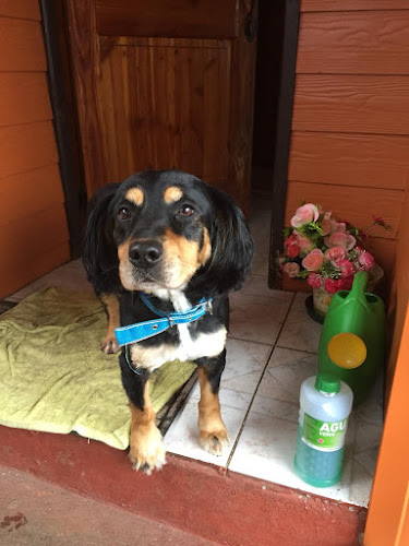 Opiniones de Peluqueria Canina Amapola en Villarrica - Centro de estética