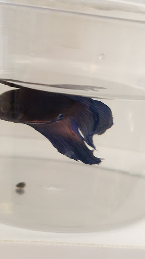 Pet Supply Store «Petco Animal Supplies», reviews and photos, 2242 N Richmond Rd, McHenry, IL 60051, USA