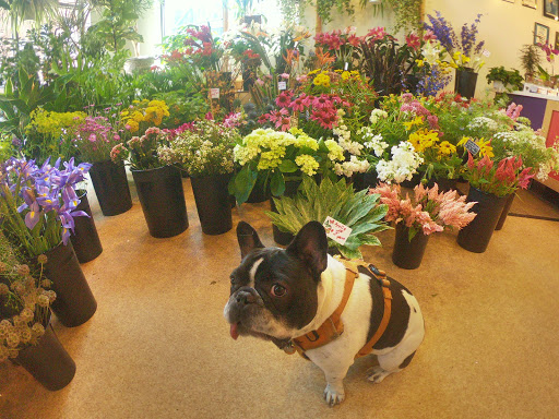 Florist «Little Shop of Flowers», reviews and photos, 2421 18th St NW, Washington, DC 20009, USA