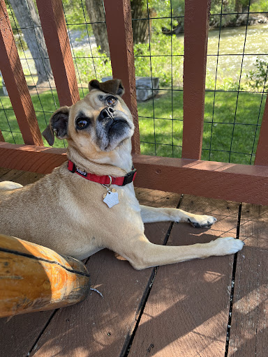 East Fork Veterinary Services image