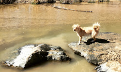 Cherry Creek ​Dog Of​f Leash Area (DOLA)