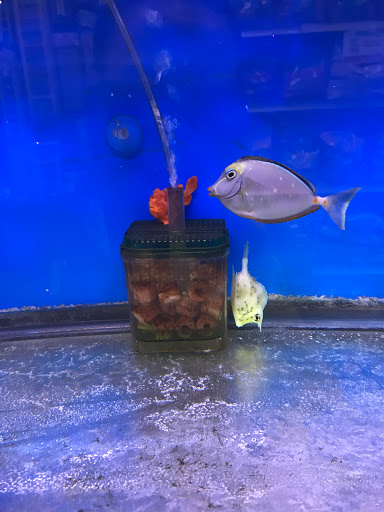 Pet Store «Petland Discounts - Richmond», reviews and photos, 2795 Richmond Ave, Staten Island, NY 10314, USA