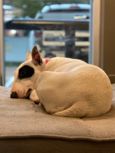 Bicycle Store «Urban Bicycle Gallery», reviews and photos, 4814 Nett St, Houston, TX 77007, USA