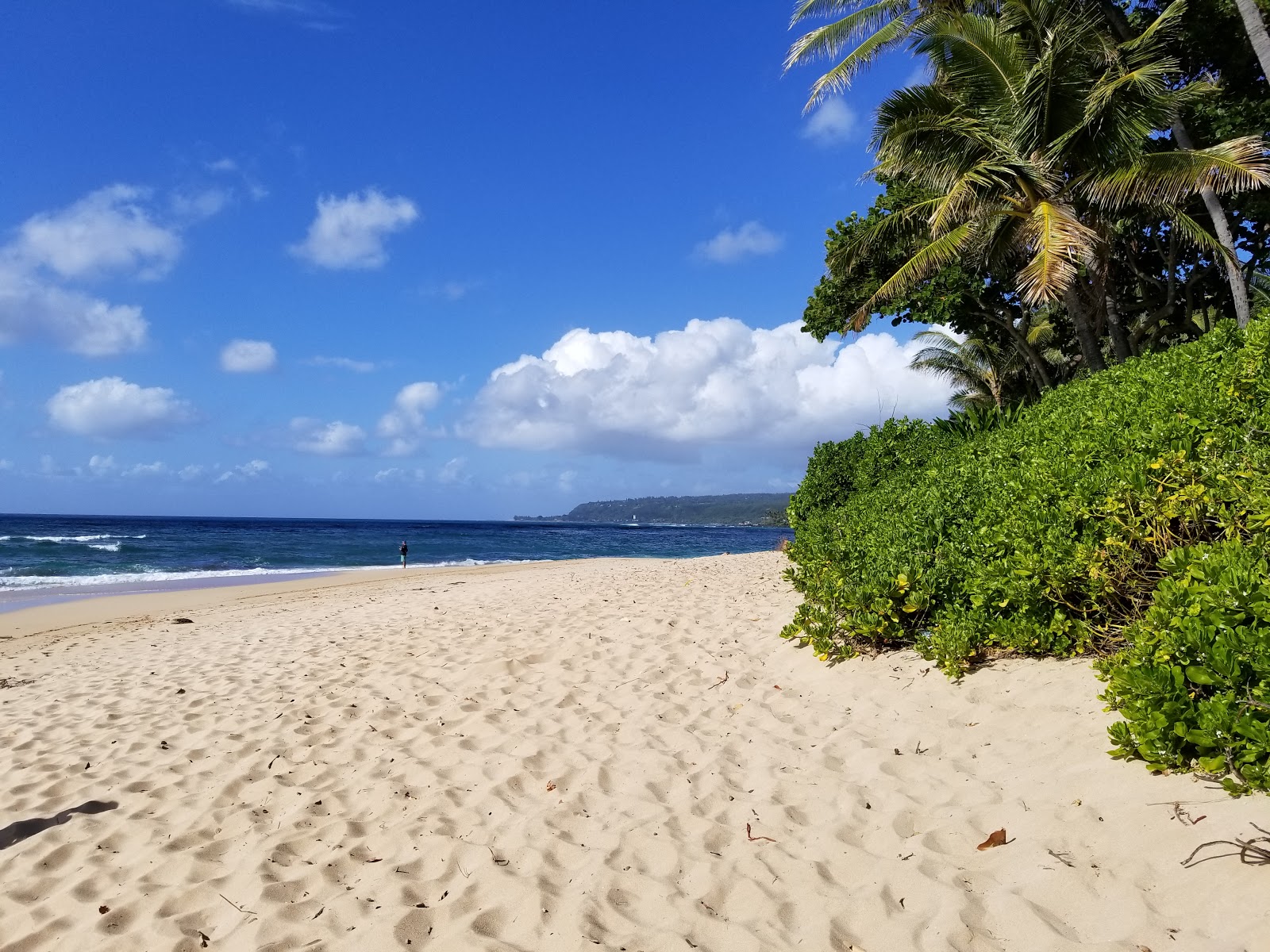 Papa'Iloa Beach'in fotoğrafı vahşi alan