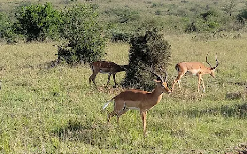 Nairobi National Park Safari Walk image