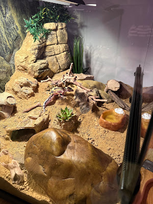 hognose concept à Ernée